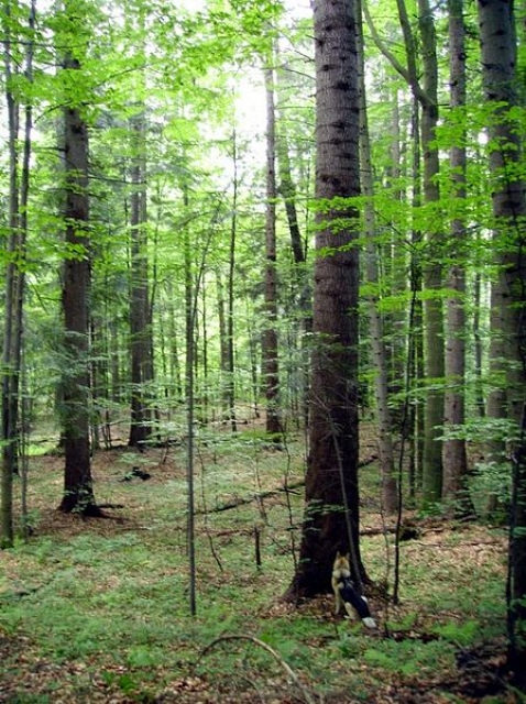 Forest Preserve - Osten der Slowakei.