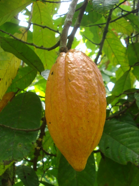 Umwelt & Rendite durch eigene Bio- Kakao Plantage