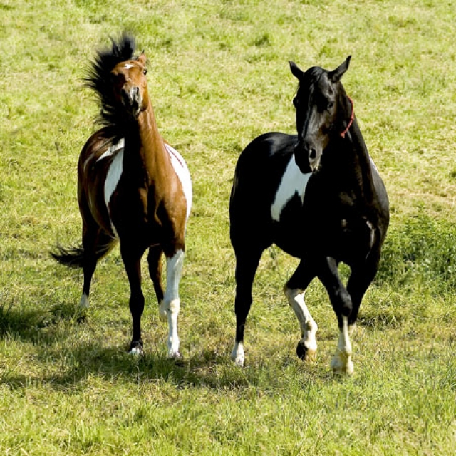 Wir suchen dringend ein Bauernhof mit neben Gebäuden oder was ähnliches zur pa