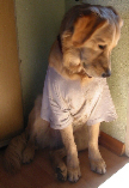 Eifel - kleines Haus mit Scheune oder großer Garage