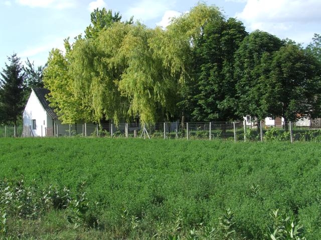 Farm for sale in the Great Hungarian Plain s heart!