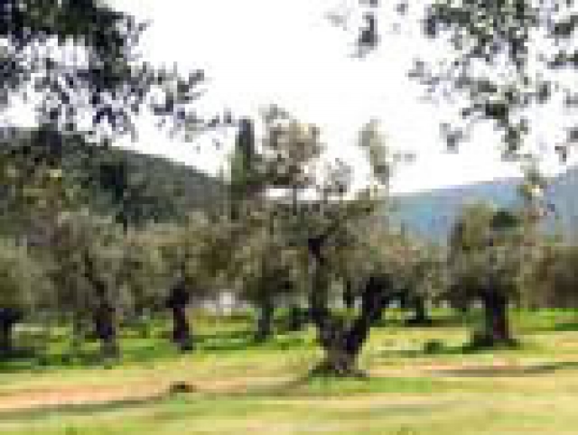 Grundstueck nahe Porto-Heli/Griechenland