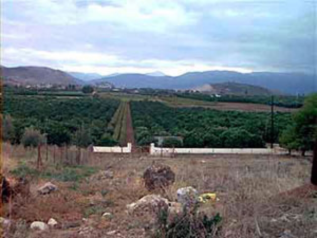 Grundstueck mit Weinanbau nahe Nauplia/Griechenland