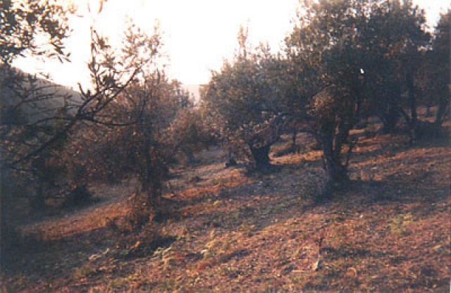 Schoenes Hanggrundstueck auf Skiathos/Girechenland